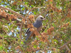 Colius leucocephalus