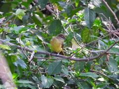 Chlorocichla flaviventris