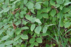 Lonicera praeflorens