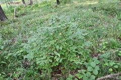 Lonicera praeflorens