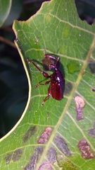 Euscelus