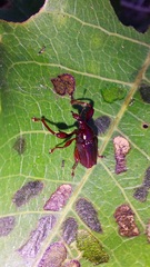 Euscelus