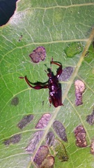 Euscelus
