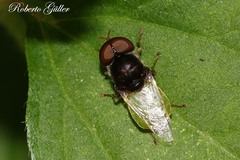 Stratiomyini