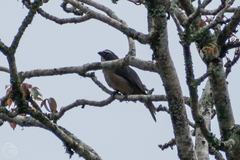 Saltator grandis