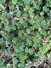 Geranium pusillum