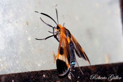 Dycladia