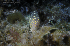 Myrichthys breviceps