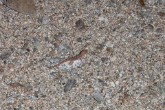 Phyllodactylus unctus