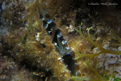 Pinnidae