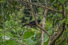Saltator grandis