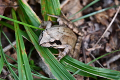 Rana dybowskii