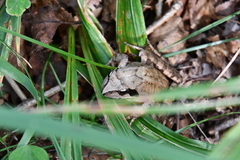 Rana dybowskii