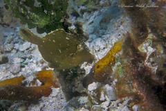 Monacanthus ciliatus