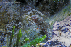 Malacoctenus macropus