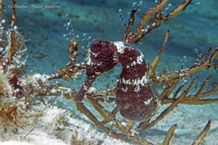 Hippocampus reidi