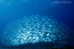 Selar crumenophthalmus