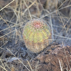 Echinocereus pectinatus pectinatus