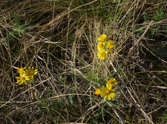 Tephroseris integrifolia