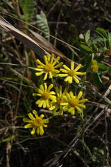 Tephroseris integrifolia