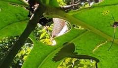 Siproeta epaphus trayja