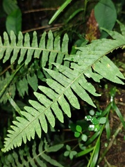 Polypodioideae
