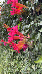 Amphilophium