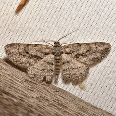 Anavitrinella pampinaria