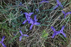 Iris ruthenica