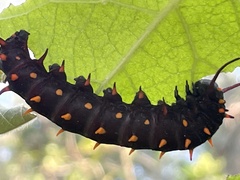 Battus philenor hirsuta