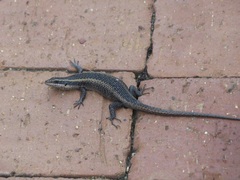 Trachylepis punctatissima