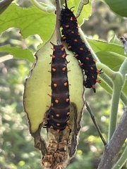 Battus philenor hirsuta