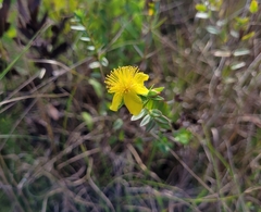 Hypericum myrtifolium