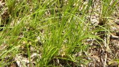 Carex pensylvanica
