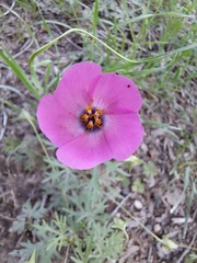 Modiolastrum gilliesii