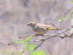 Crithagra albogularis