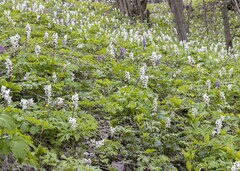 Corydalis cava
