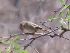 Crithagra albogularis