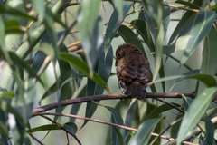 Amblyospiza albifrons