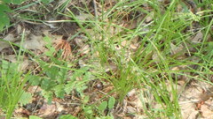 Carex pensylvanica