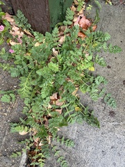 Erodium