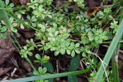 Galium dahuricum