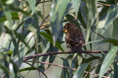 Amblyospiza albifrons