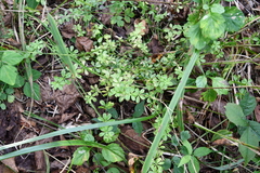 Galium dahuricum