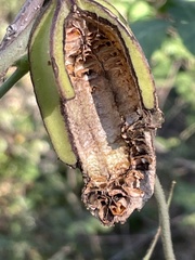 Battus philenor hirsuta