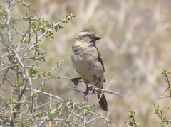 Passer melanurus melanurus