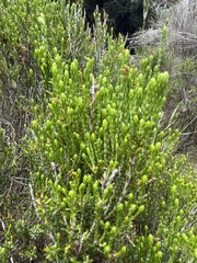 Passerina