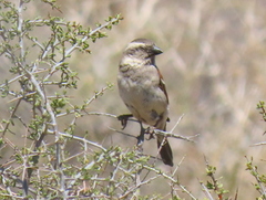 Passer melanurus melanurus