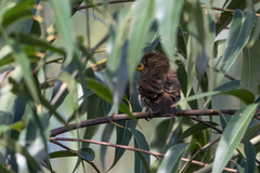 Amblyospiza albifrons