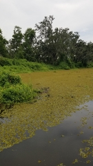 Salvinia